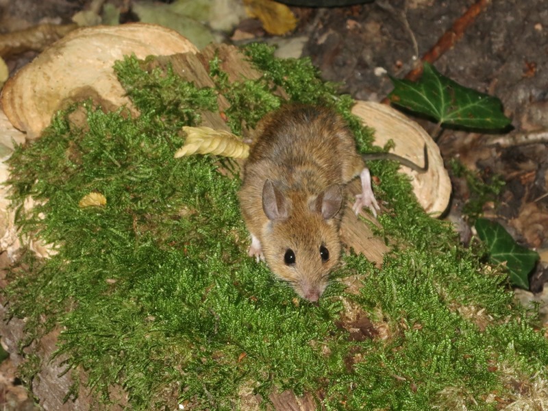 Petits mammifères carnivores