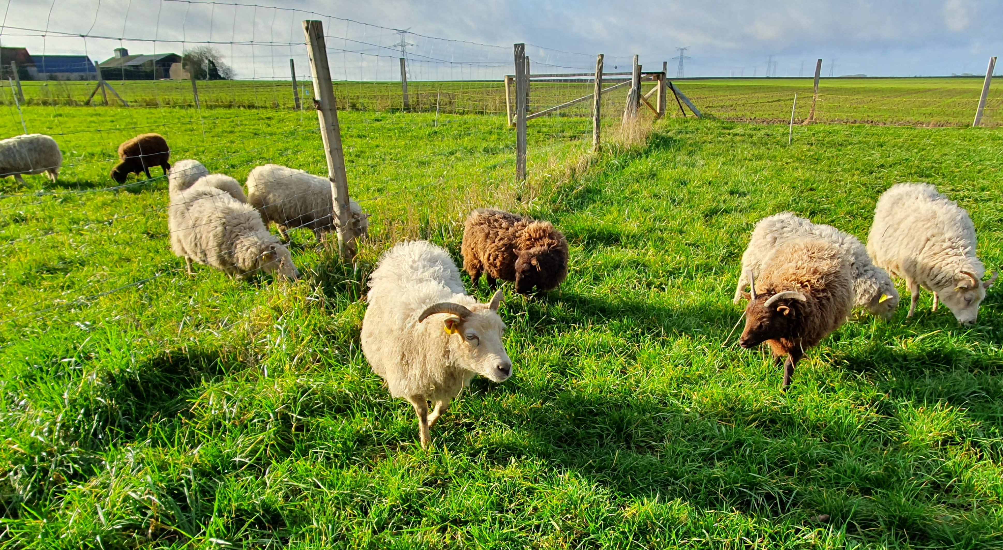La Ferme des p'tits Bergers