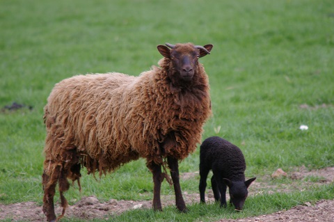 La Grande Gentillière, Dammarie-en-Puisaye - photo 15