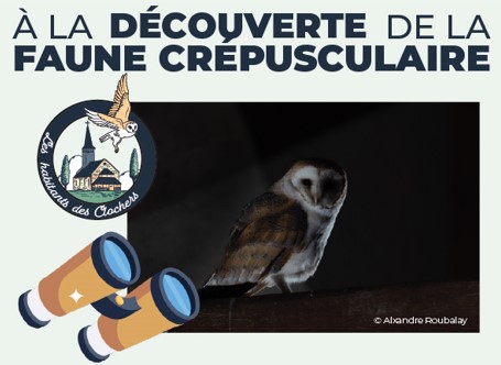 A la découverte de la faune crépusculaire