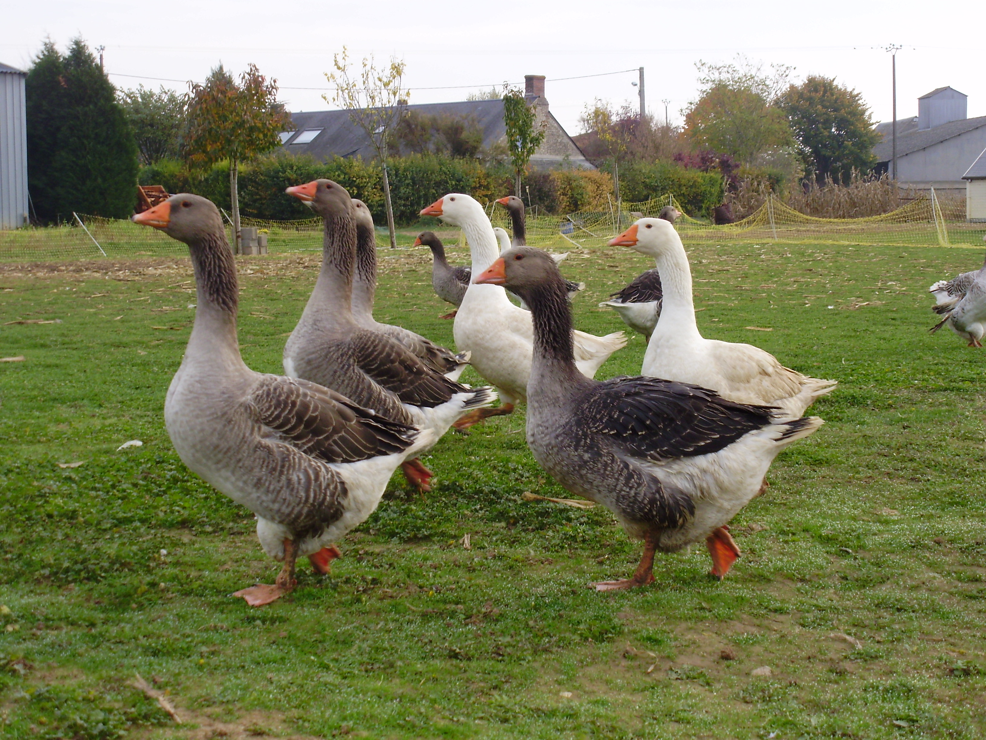 La Ferme des Champarts