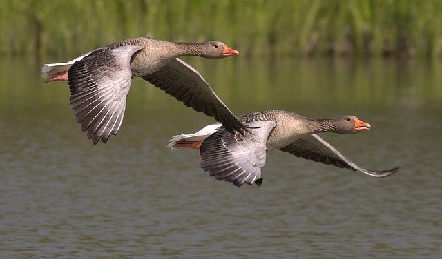 Les oiseaux migrateurs de Loire©