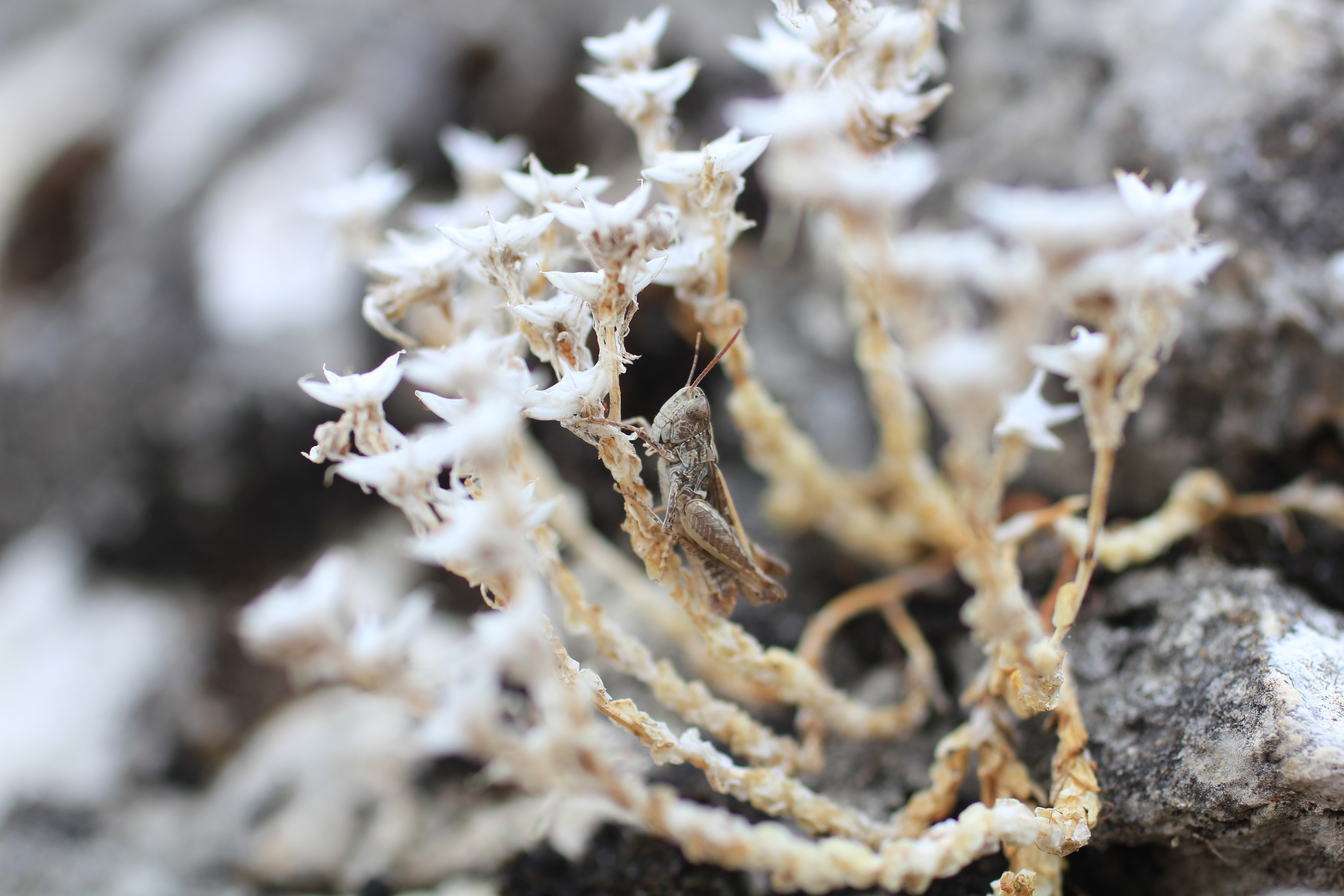 Réserve Naturelle Nationale des Vallées de la Grand-Pierre et de Vitain, Marolles
