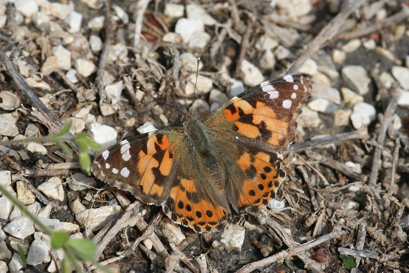 Maison de la Forêt, Paucourt - photo 6