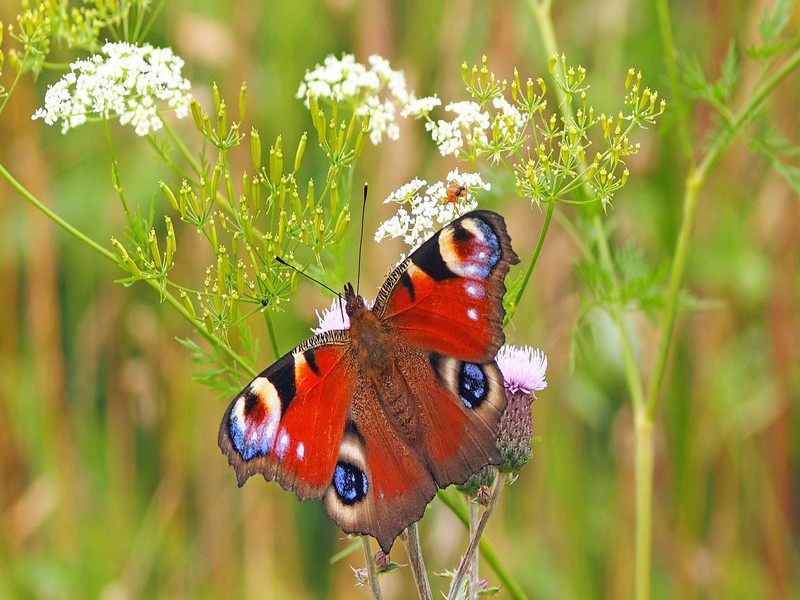 Inauguration du jardin : plantes médicinales & biodiversité