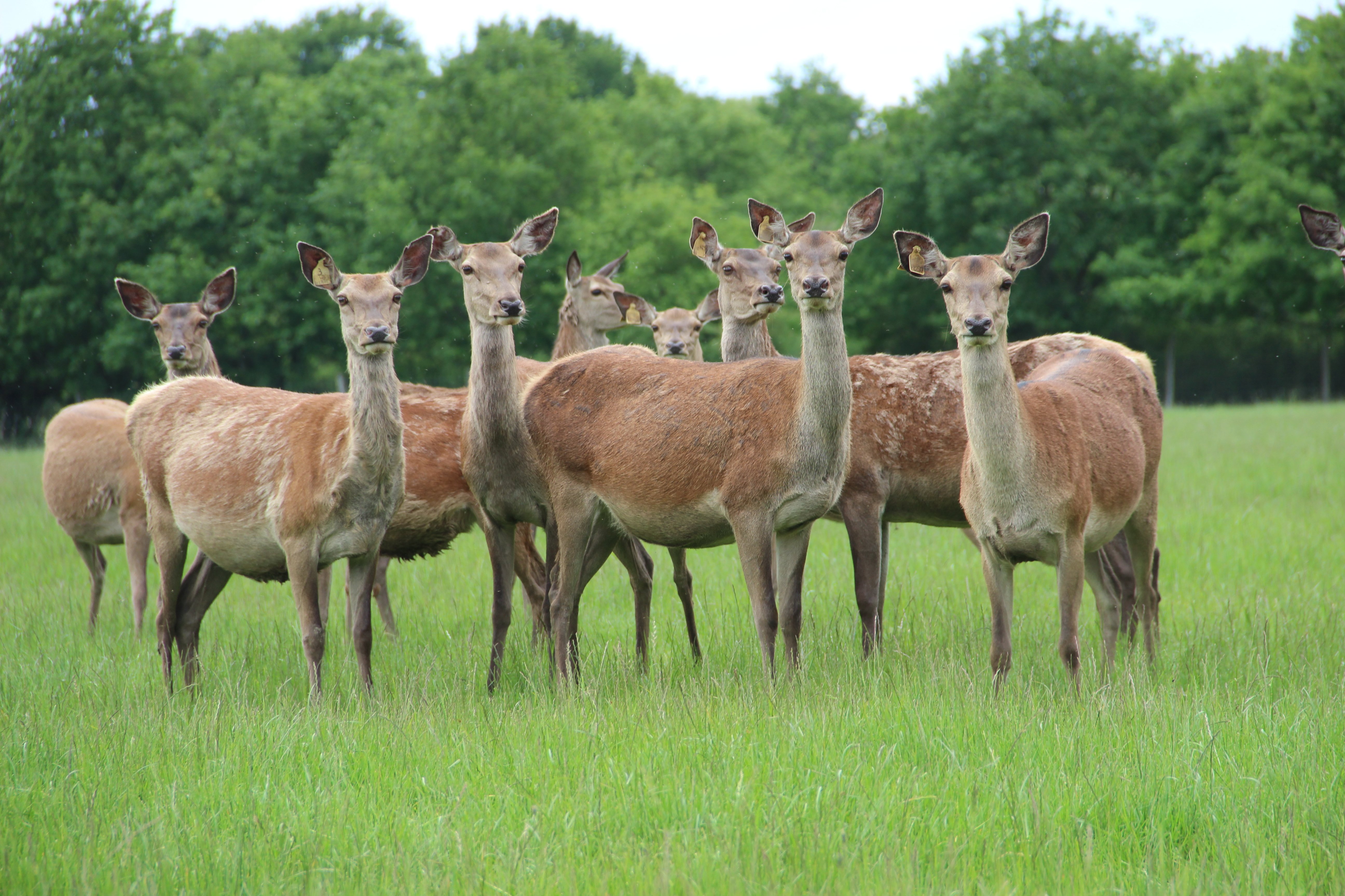 Domaine du Ciran, Ménestreau-en-Villette - photo 4