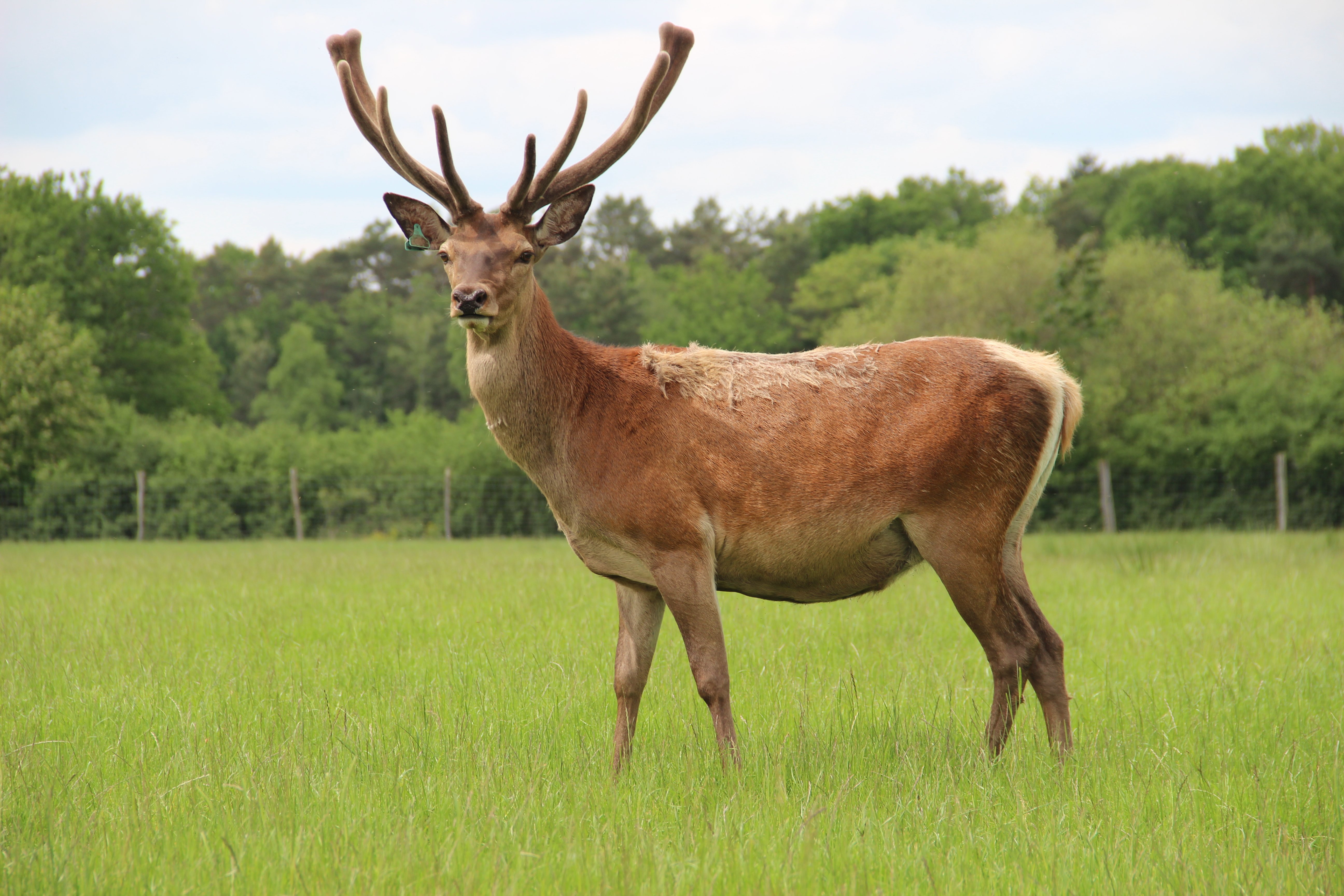 Domaine du Ciran, Ménestreau-en-Villette