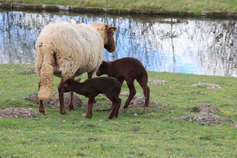 Domaine du Ciran, Ménestreau-en-Villette - photo 5