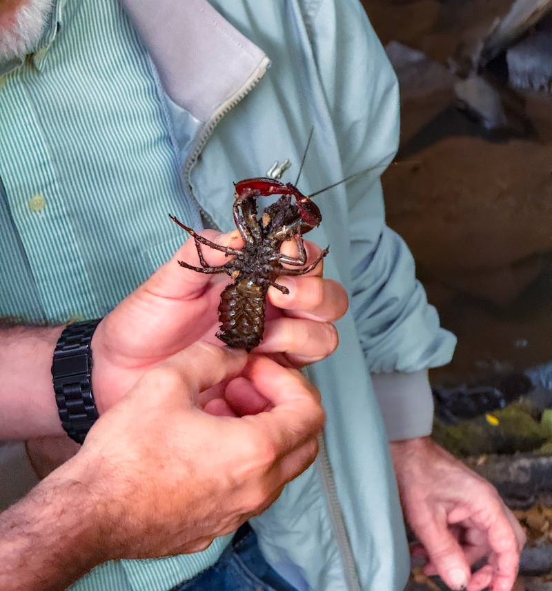 Pêche à l'écrevisse