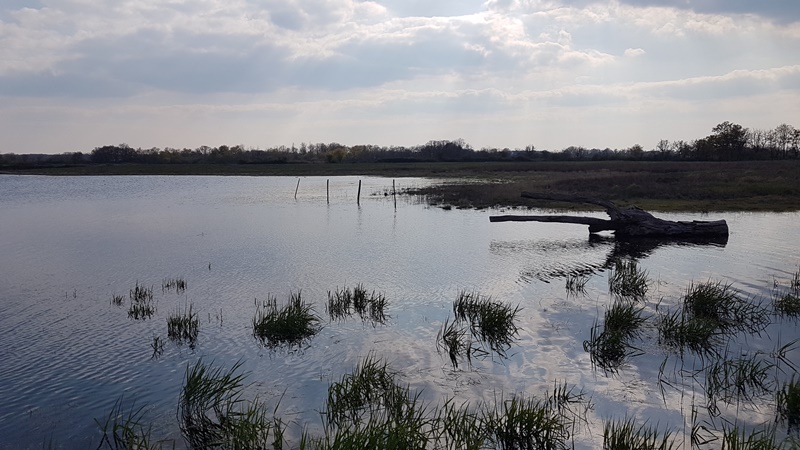 Petit observatoire de l'étang Bénisme et observatoire Barineau (RNRTerres et étangs de Brenne Massé-Foucault)