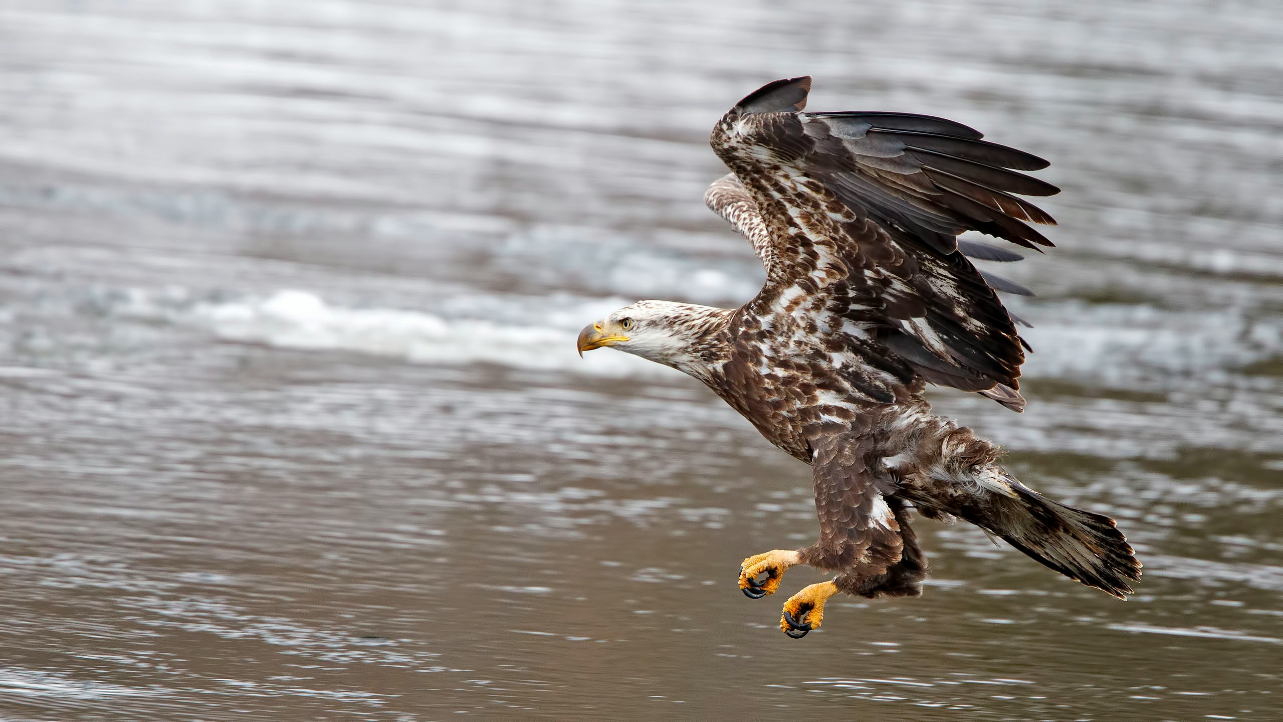 Exposition – Rapaces, seigneurs des airs