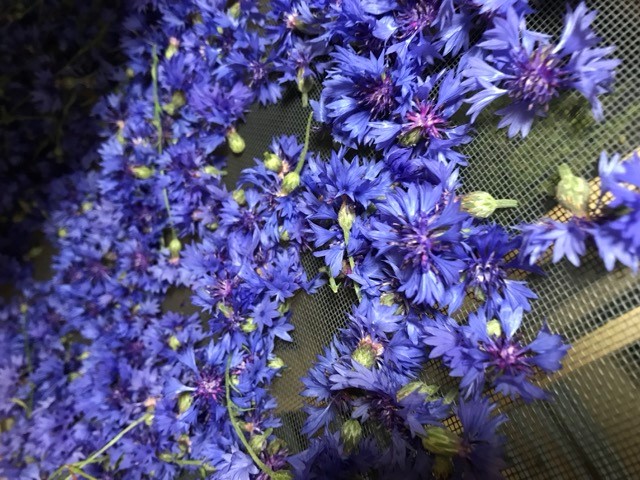 Laeti'tes plantes Buissonnières