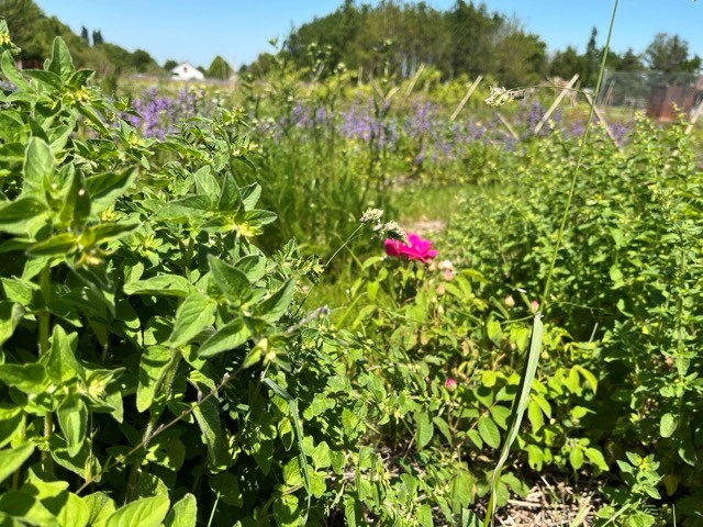 Laeti'tes plantes Buissonnières