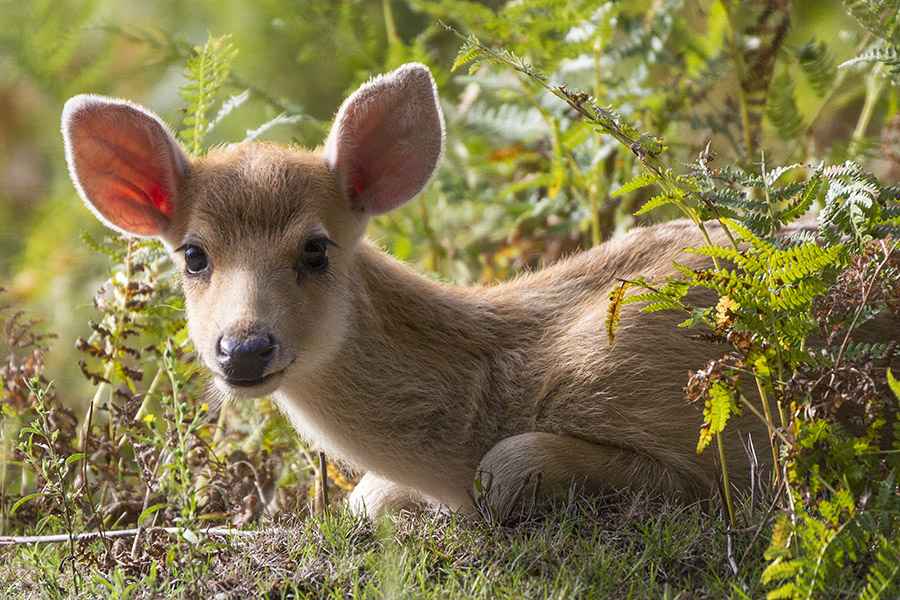 Stages de photographie animalière