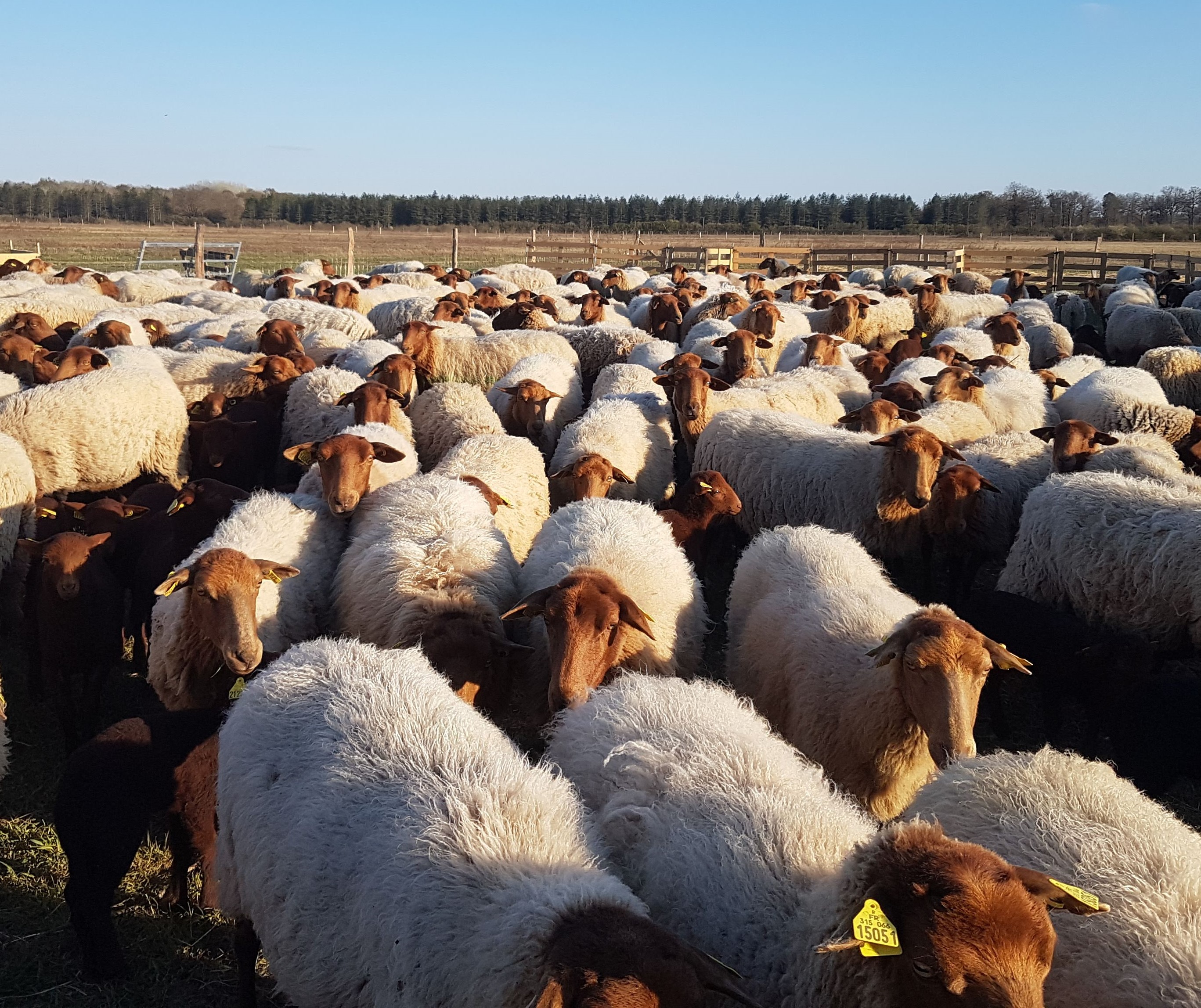 Ferme du Poirier — photo 2