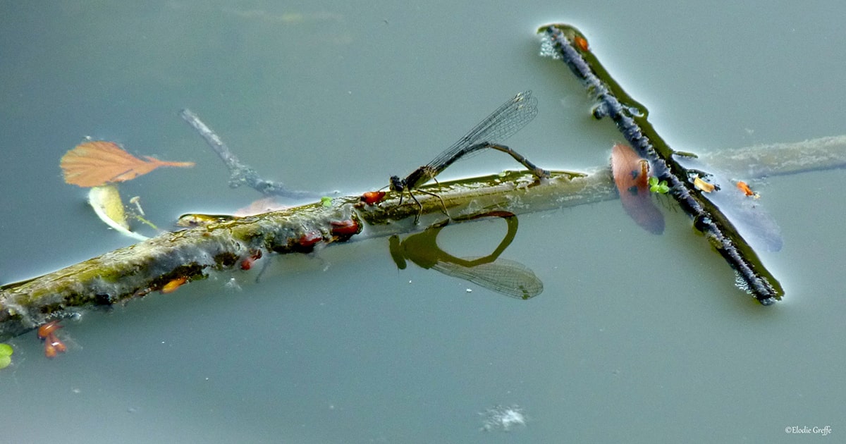 Les petites bêtes aquatiques de la mare