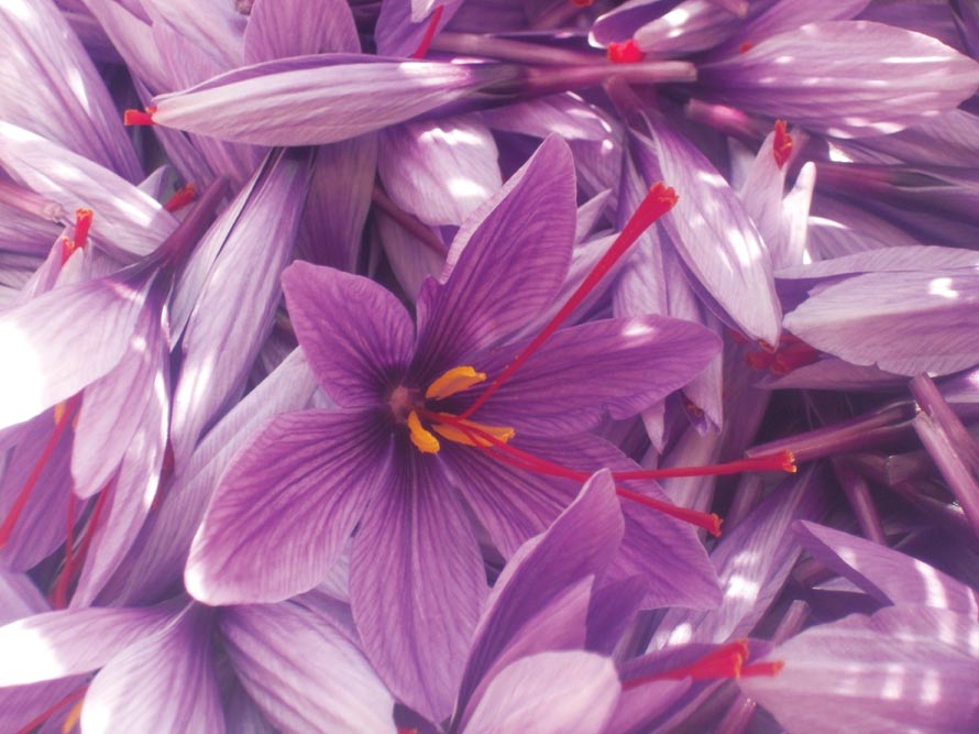 Au Jardin Gourmand d’Antoinette