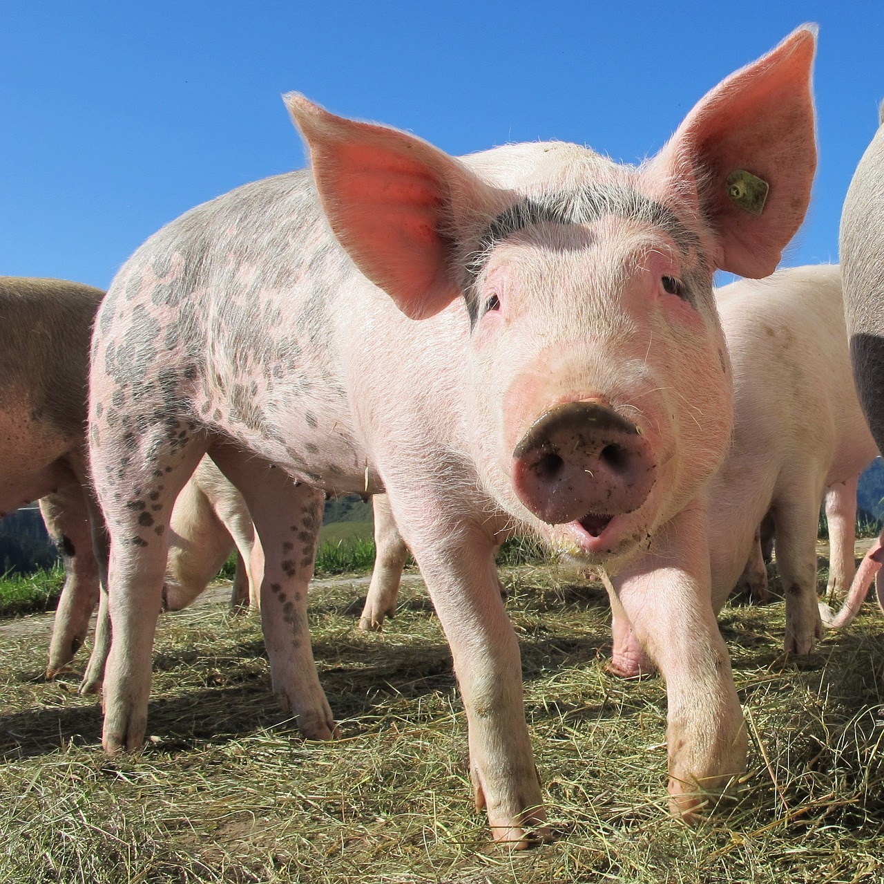 Visite de ferme, polyculture et élevage porcin en agriculture biologique à Azé (1/1)