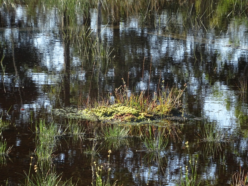 L’Espace Naturel Sensible : Tourbière de la Guette, Neuvy-sur-Barangeon