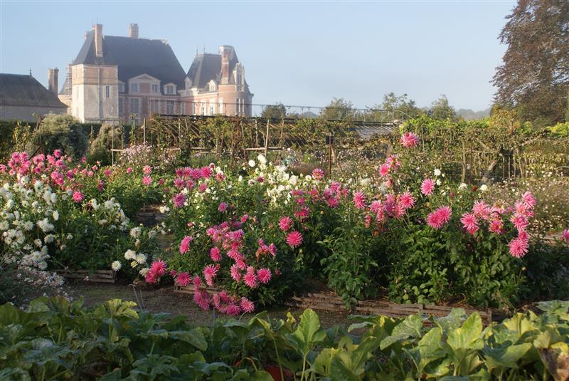 potiron-dalhias-chateau-sept
