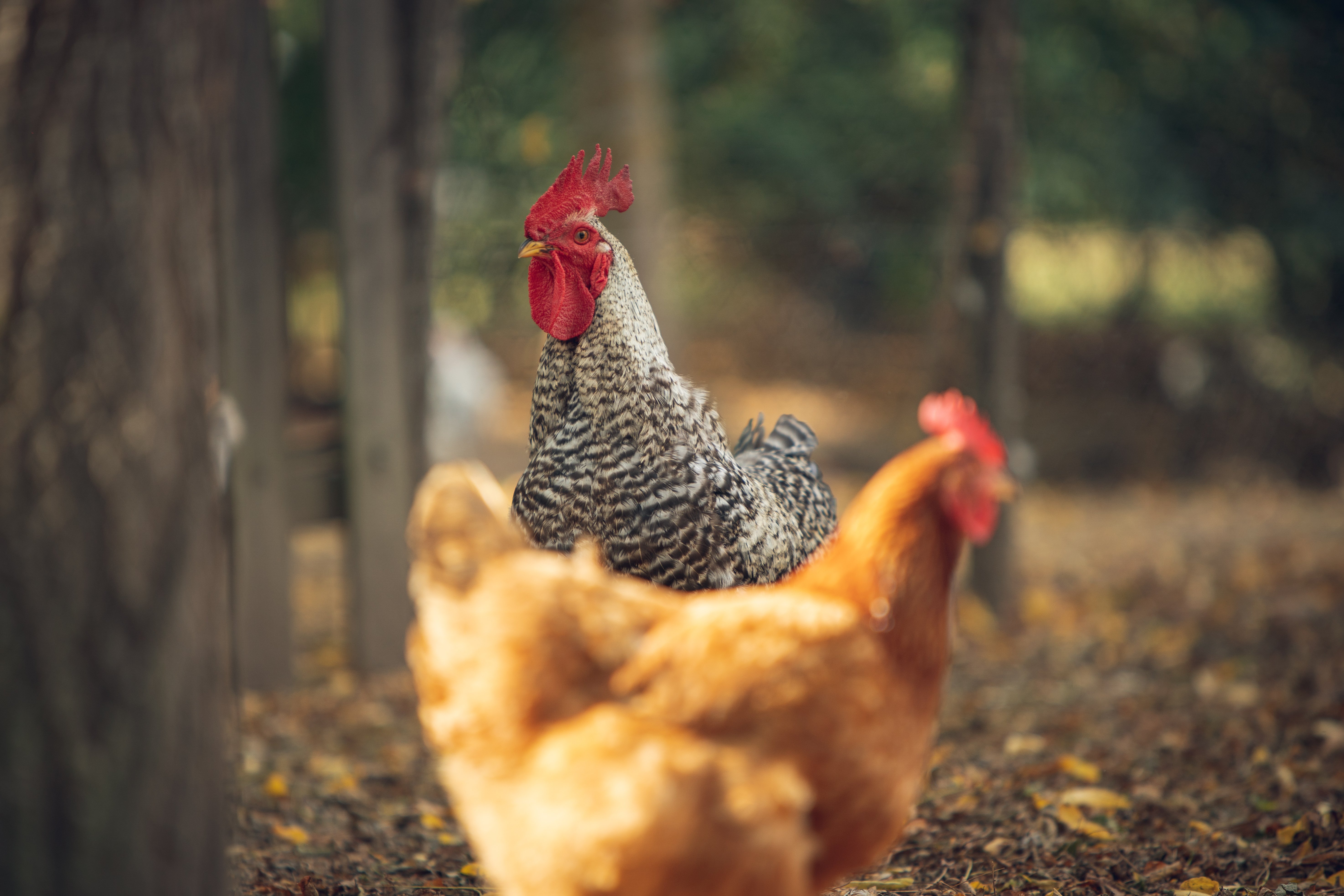Car de tourisme aménagé, Dry - photo 6