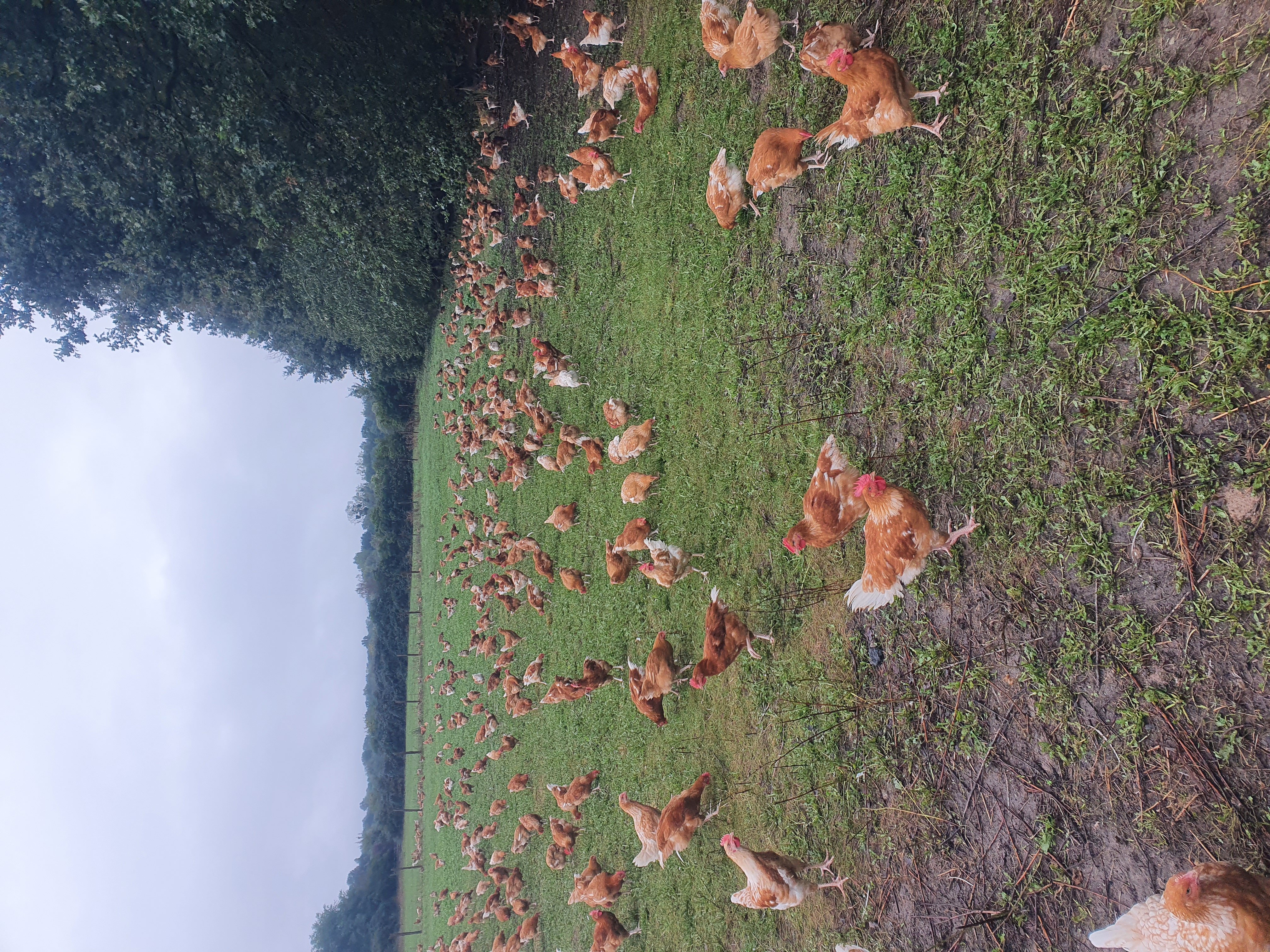 EARL Le Champ Barnault