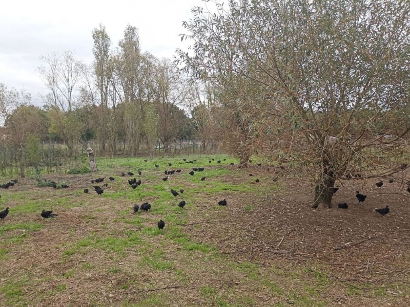 Ferme de Plume Cane