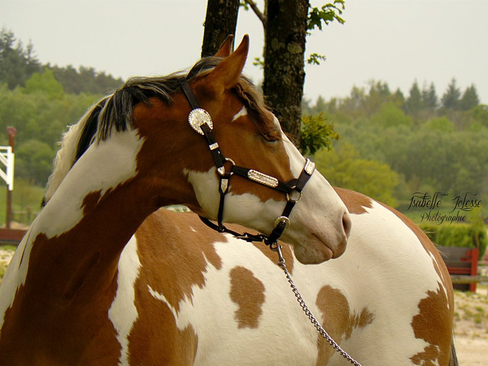 Ferme équestre de Montigny-sur-Avre