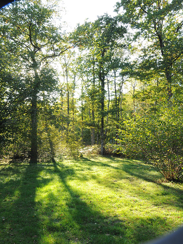 Le Bois des Forges, Cléré-les-Pins - photo 2