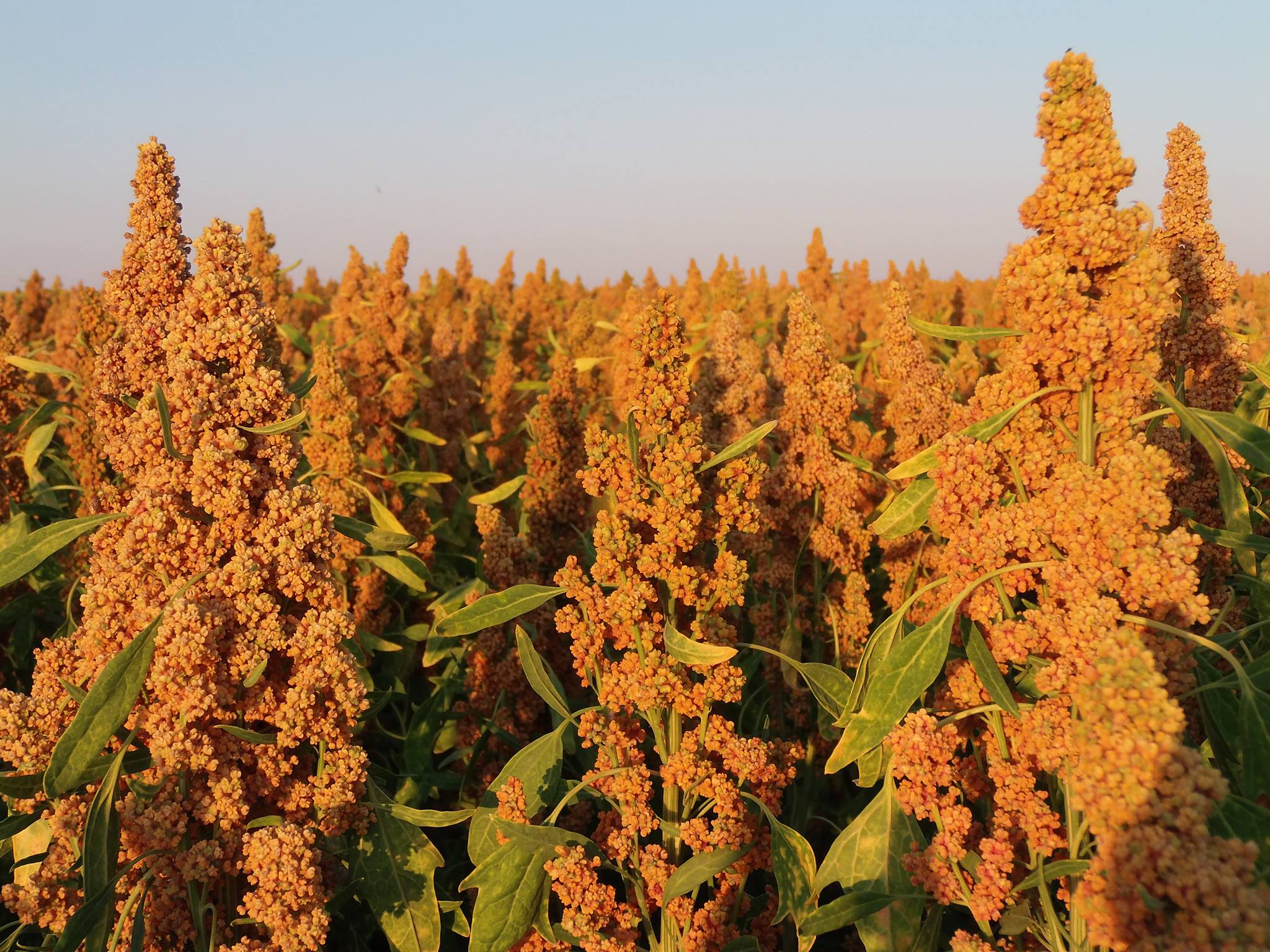 Sa Majesté la Graine