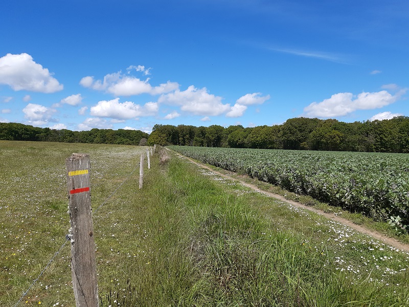Le chemin de la Petite Choisille - Randonnée en Nord-Touraine, Charentilly - photo 6