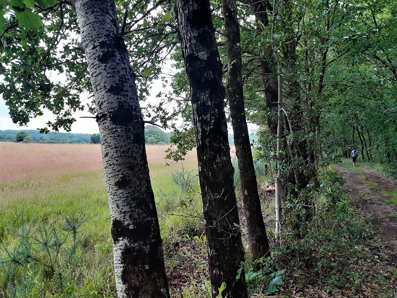 Le lys dans la vallée, Saché - photo 6