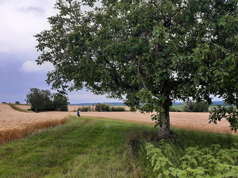 Le lys dans la vallée, Saché - photo 2
