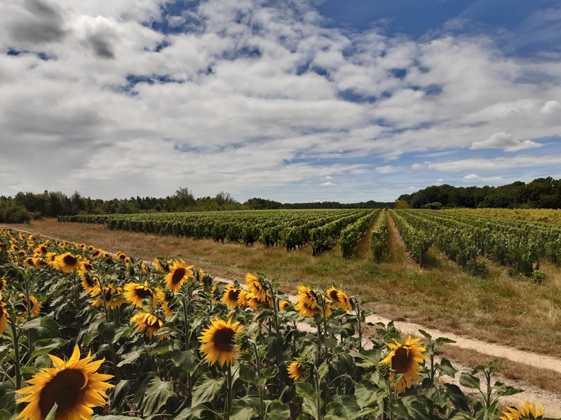 Entre vignes et Ramberge, Saint-Ouen-les-Vignes - photo 3