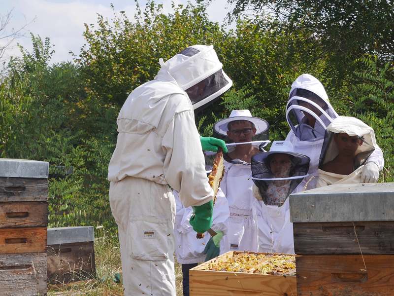 Safari-Découverte des abeilles Du 10 juil au 14 août 2024