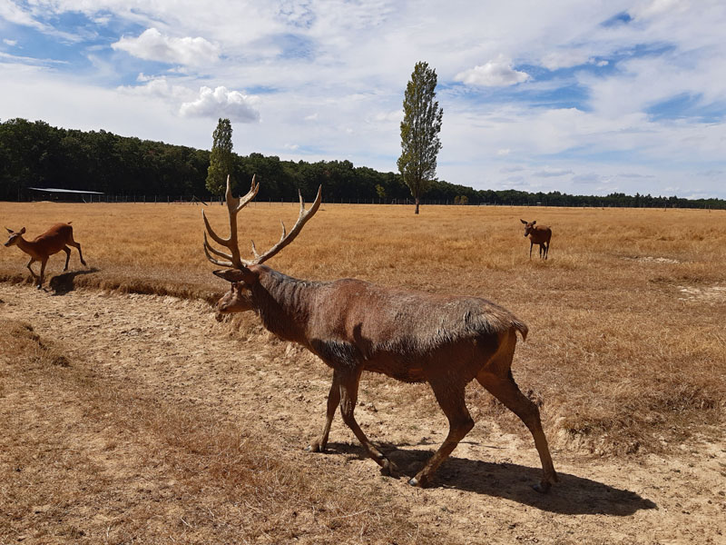 Réserve de Beaumarchais - Les grands gibiers d'élevage en Safari Train, Autrèche - photo 6