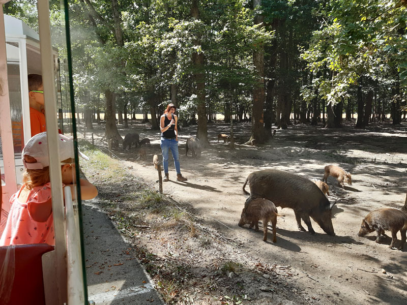 Réserve de Beaumarchais - Les grands gibiers d'élevage en Safari Train, Autrèche - photo 5