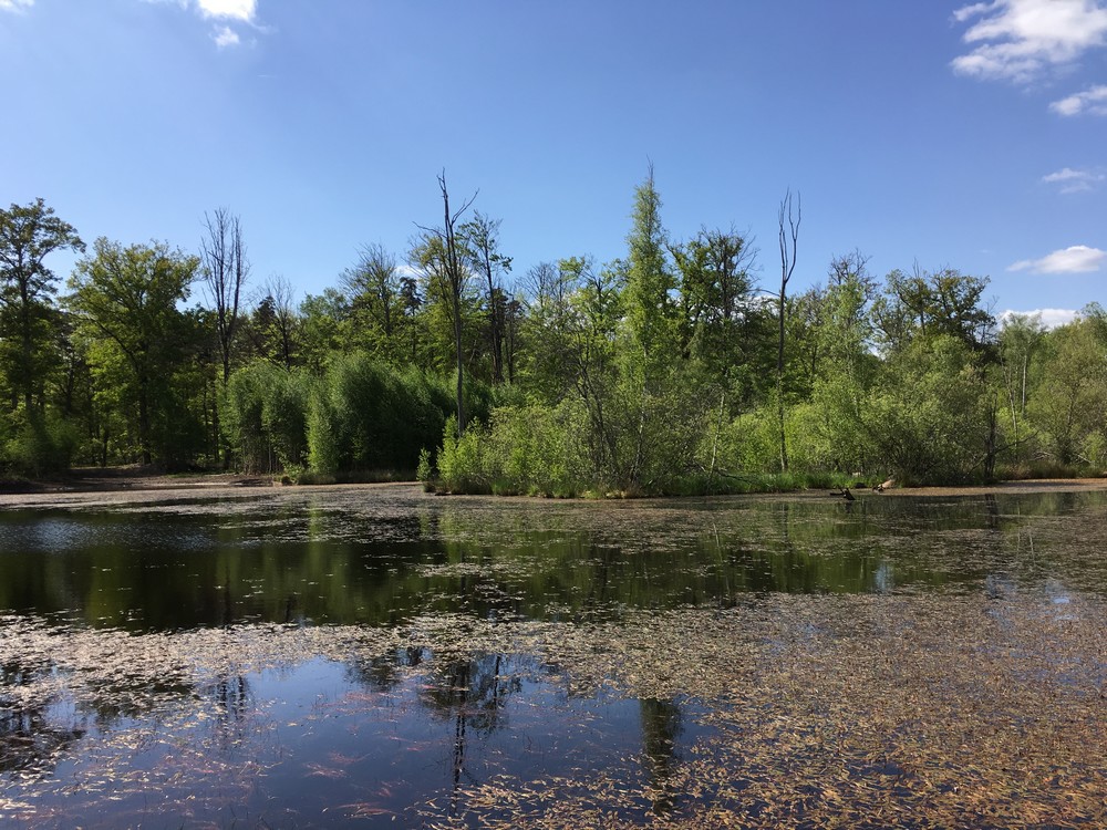 L’Espace Naturel Sensible : Sentier de la Salamandre, Vierzon