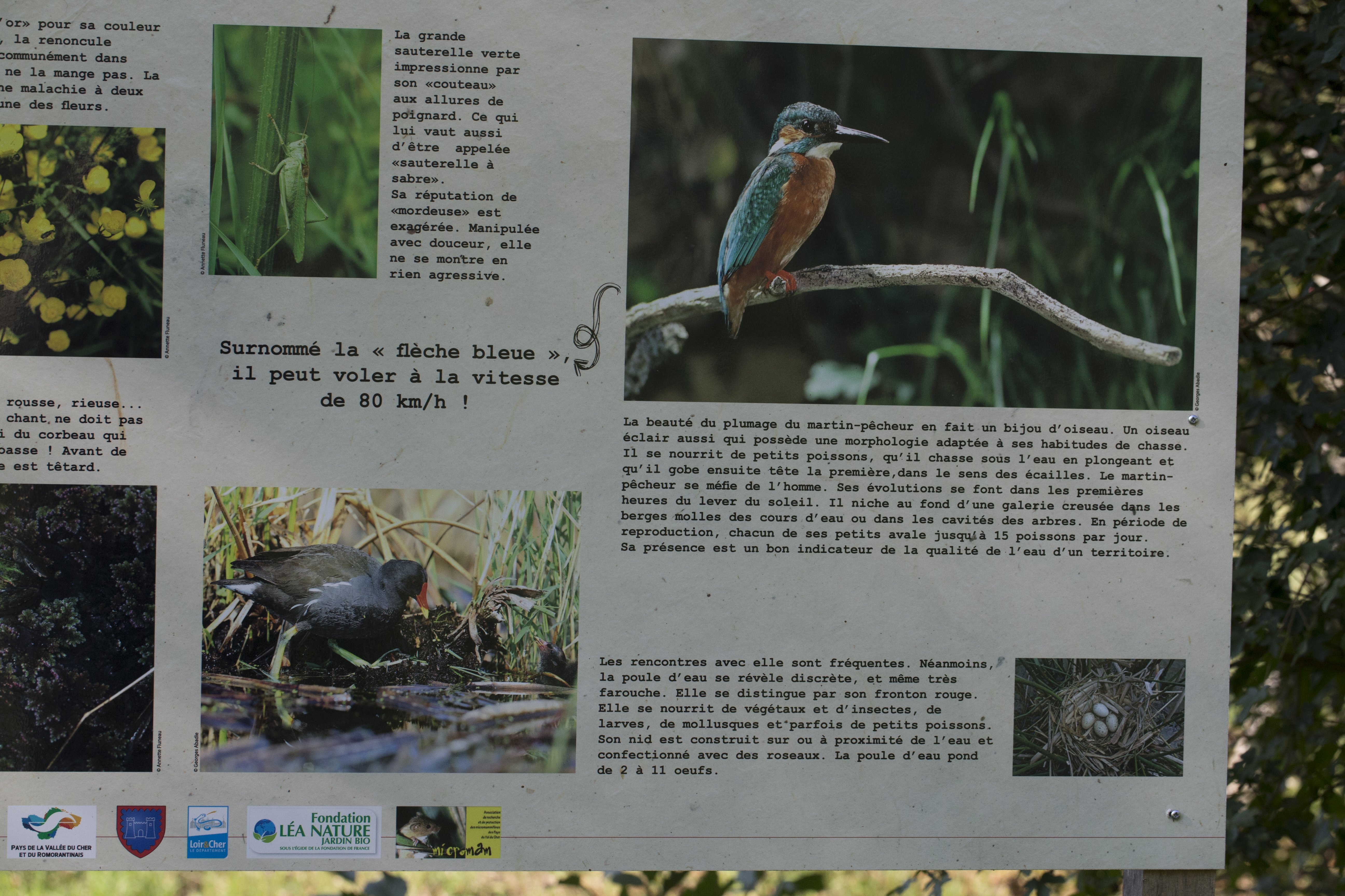 Sentier Nature et Observatoire à Oiseaux (Châteauvieux et Seigy)
