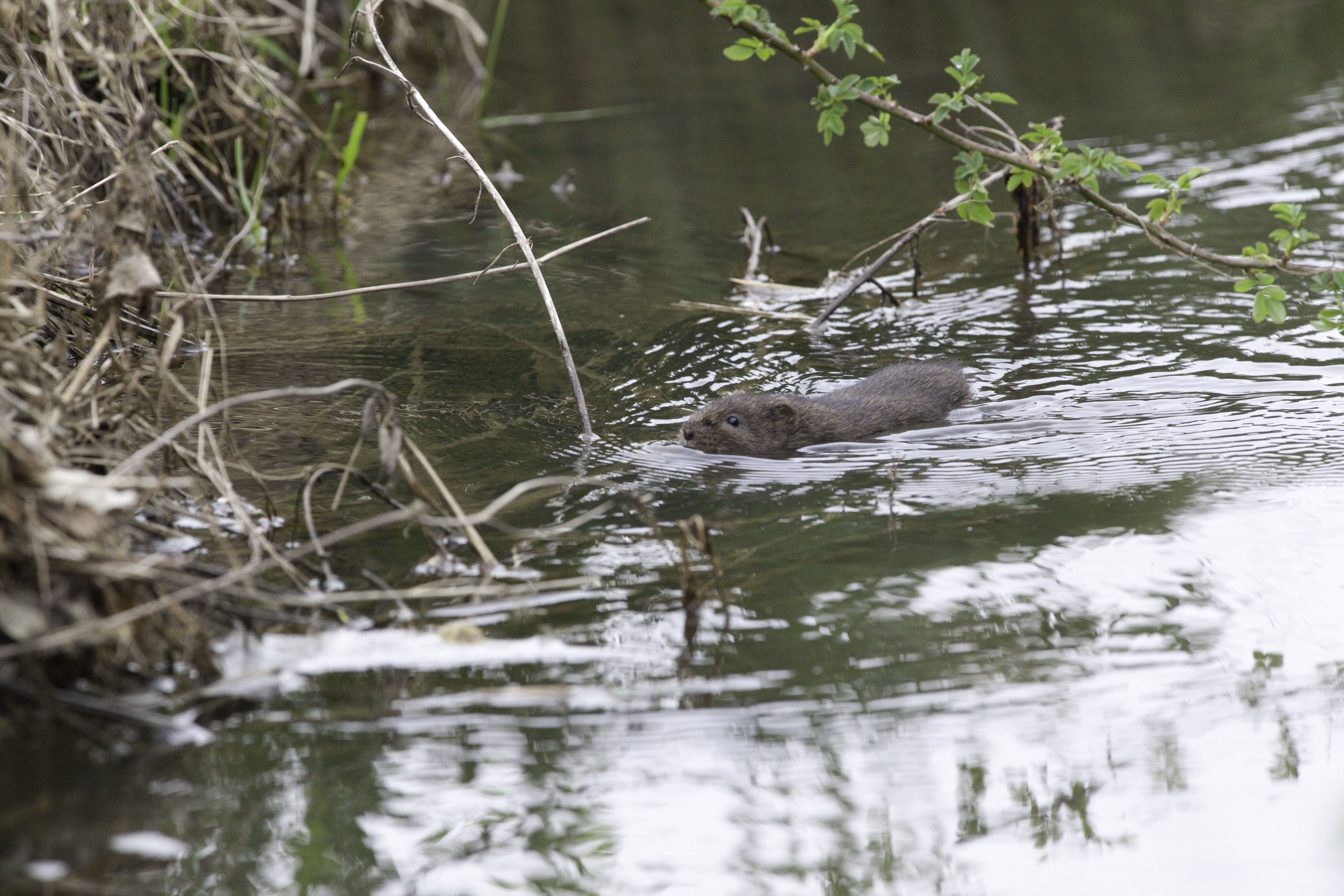 Sentier Nature et Observatoire à Oiseaux (Châteauvieux et Seigy), Châteauvieux - photo 5