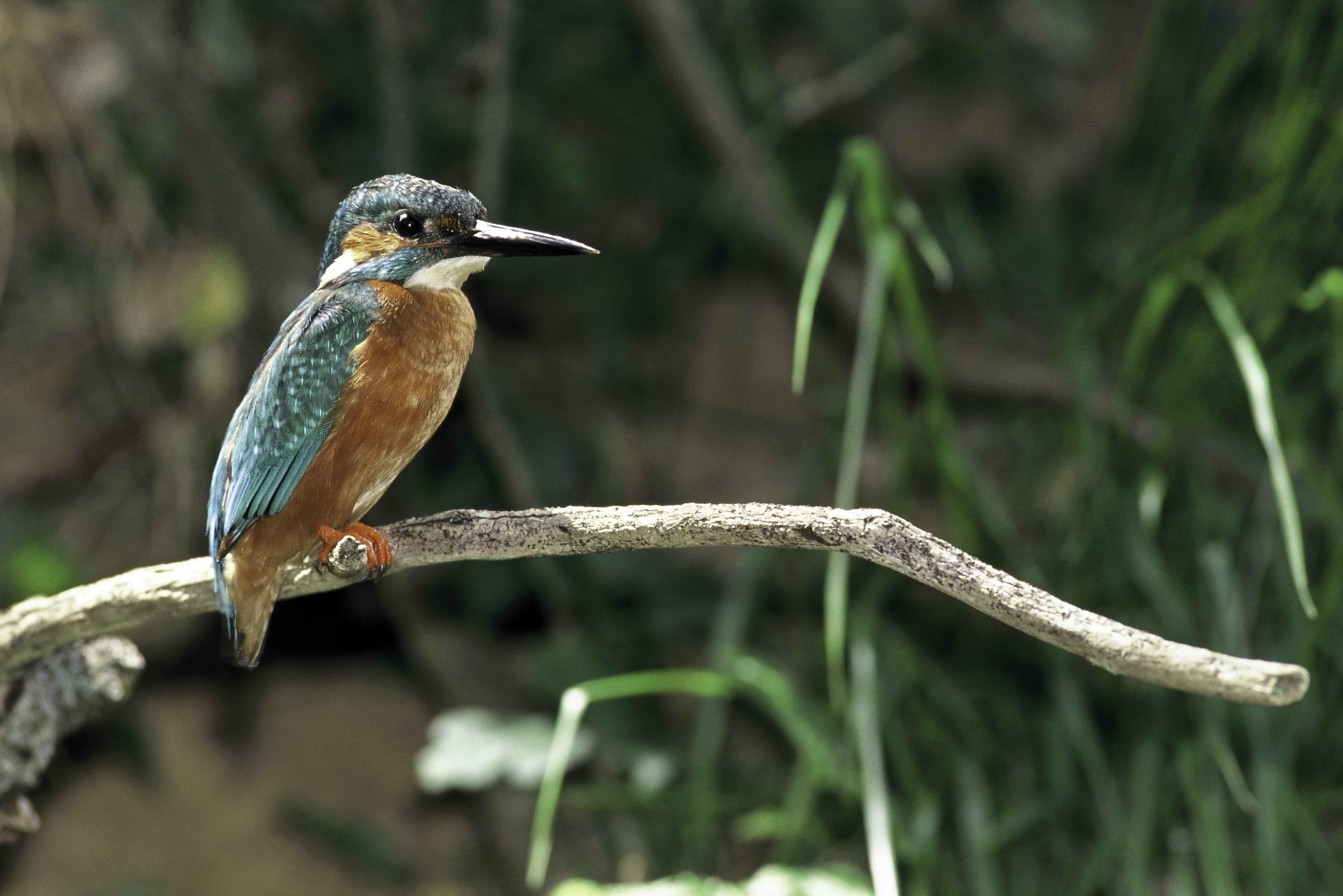 Sentier Nature et Observatoire à Oiseaux (Châteauvieux et Seigy), Châteauvieux - photo 2