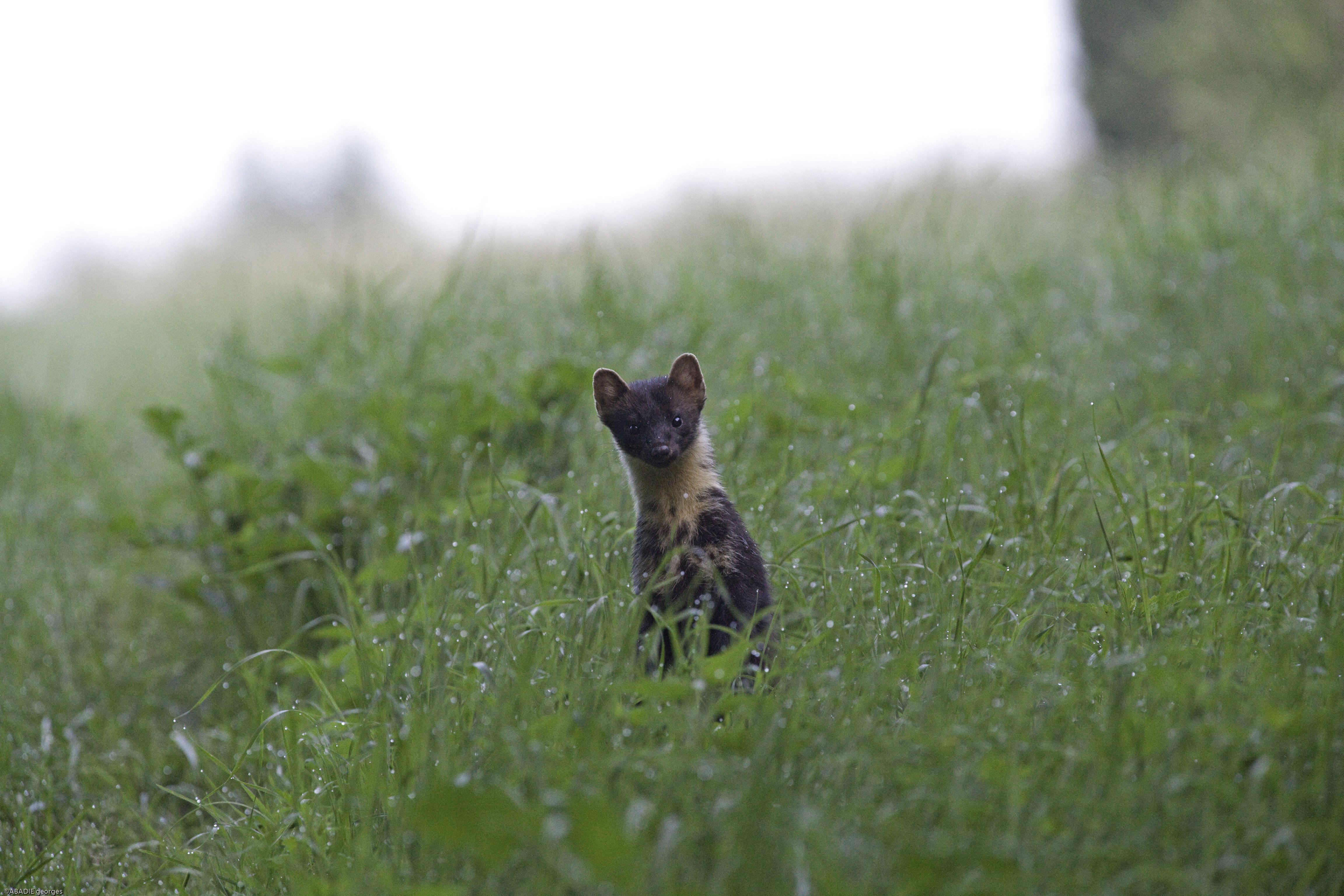 Sentier Nature et Observatoire à Oiseaux (Châteauvieux et Seigy), Châteauvieux - photo 3