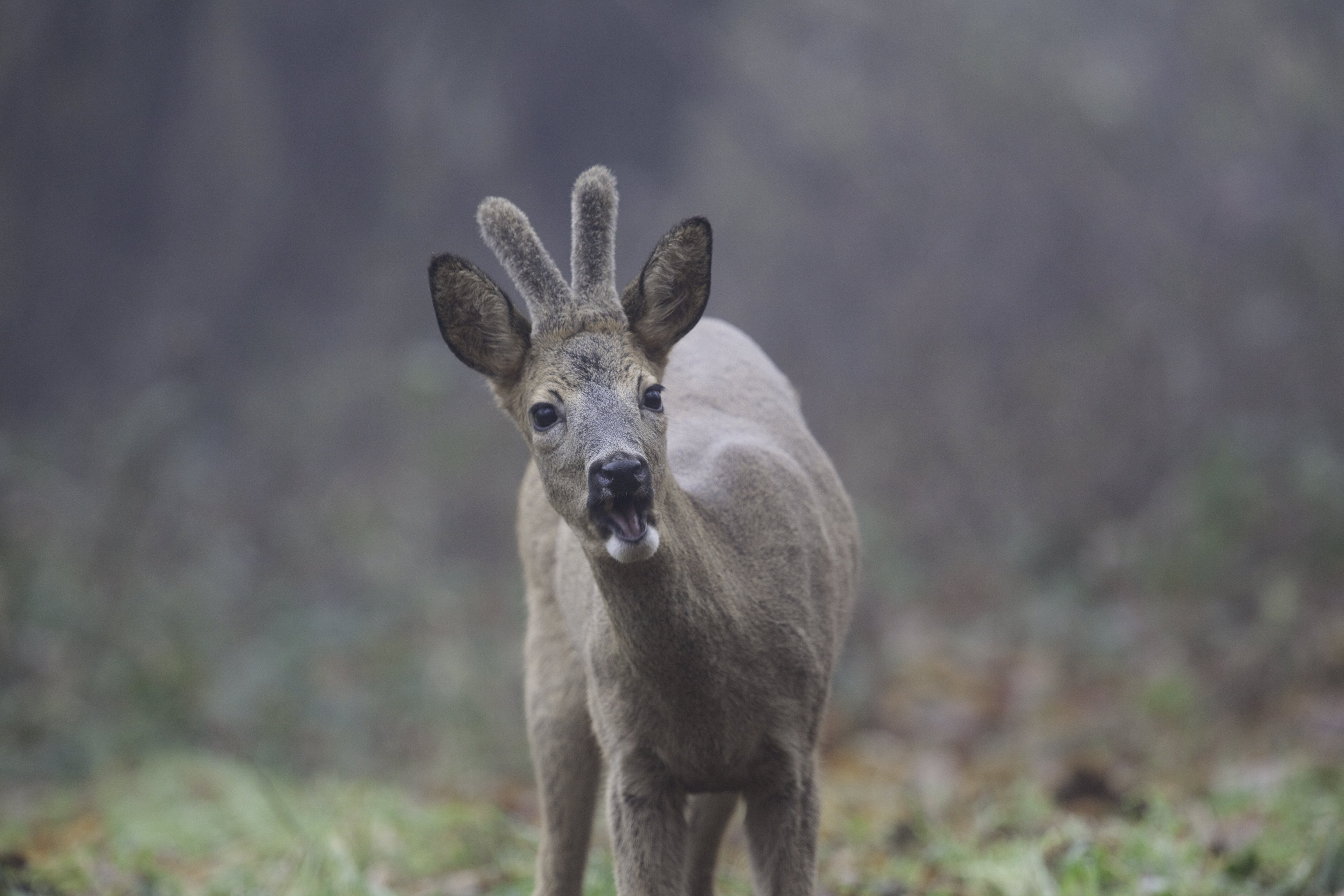Sentier Nature et Observatoire à Oiseaux (Châteauvieux et Seigy), Châteauvieux - photo 4