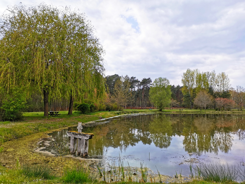 Le sentier des Mares - Le chêne, Pruniers-en-Sologne