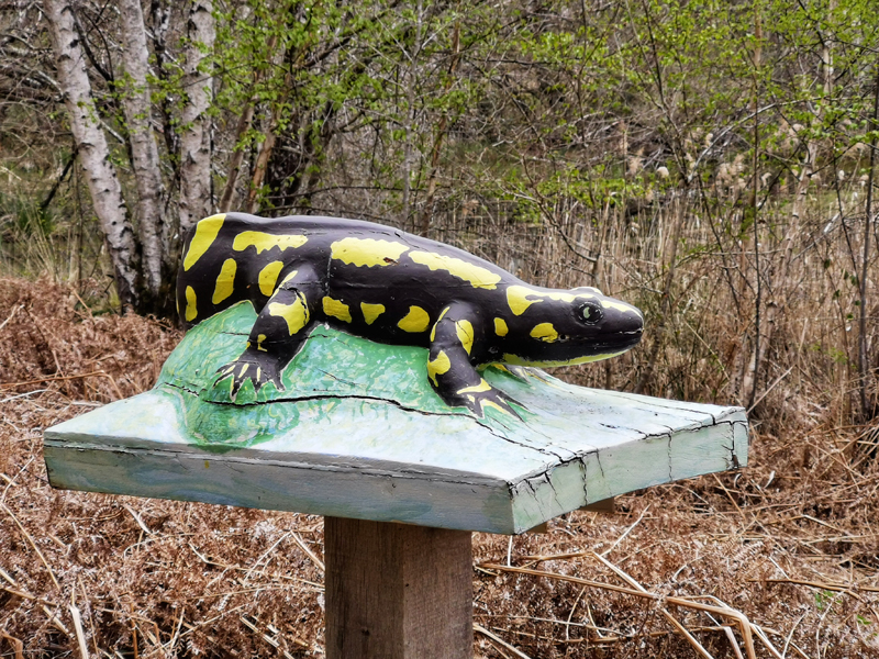 Le sentier des Mares - Le chêne, Pruniers-en-Sologne - photo 5
