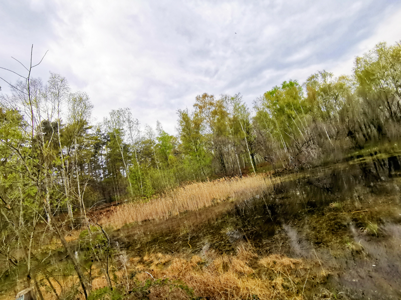 Le sentier des Mares - Le chêne, Pruniers-en-Sologne - photo 4