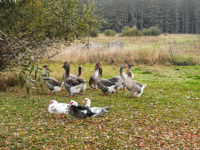 La Maison des Canards, Romorantin-Lanthenay - photo 7