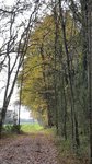 Férus Boscus — photo 2