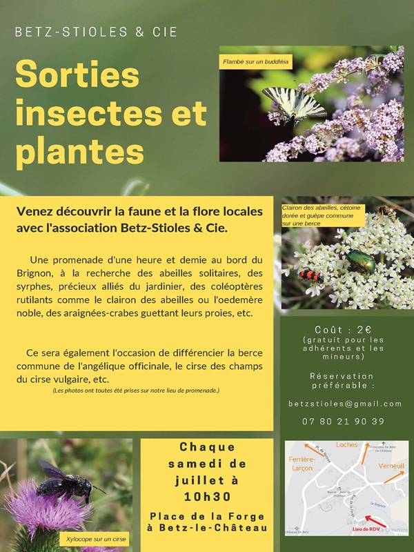 Sortie Insectes et Plantes