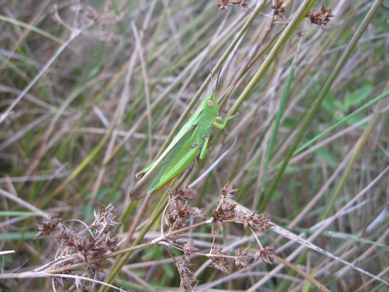 Orthoptères (niveau 1)
